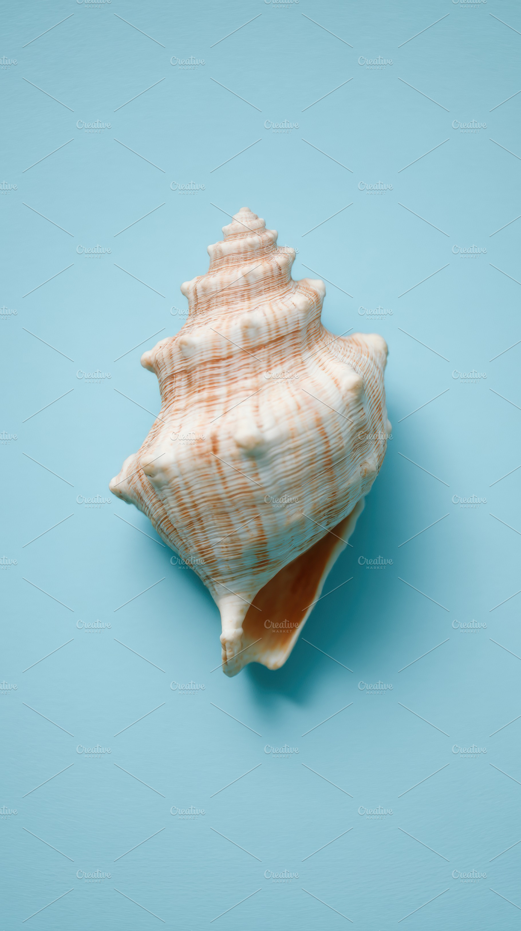 Shell on blue background, a Photo by Virgo Studio