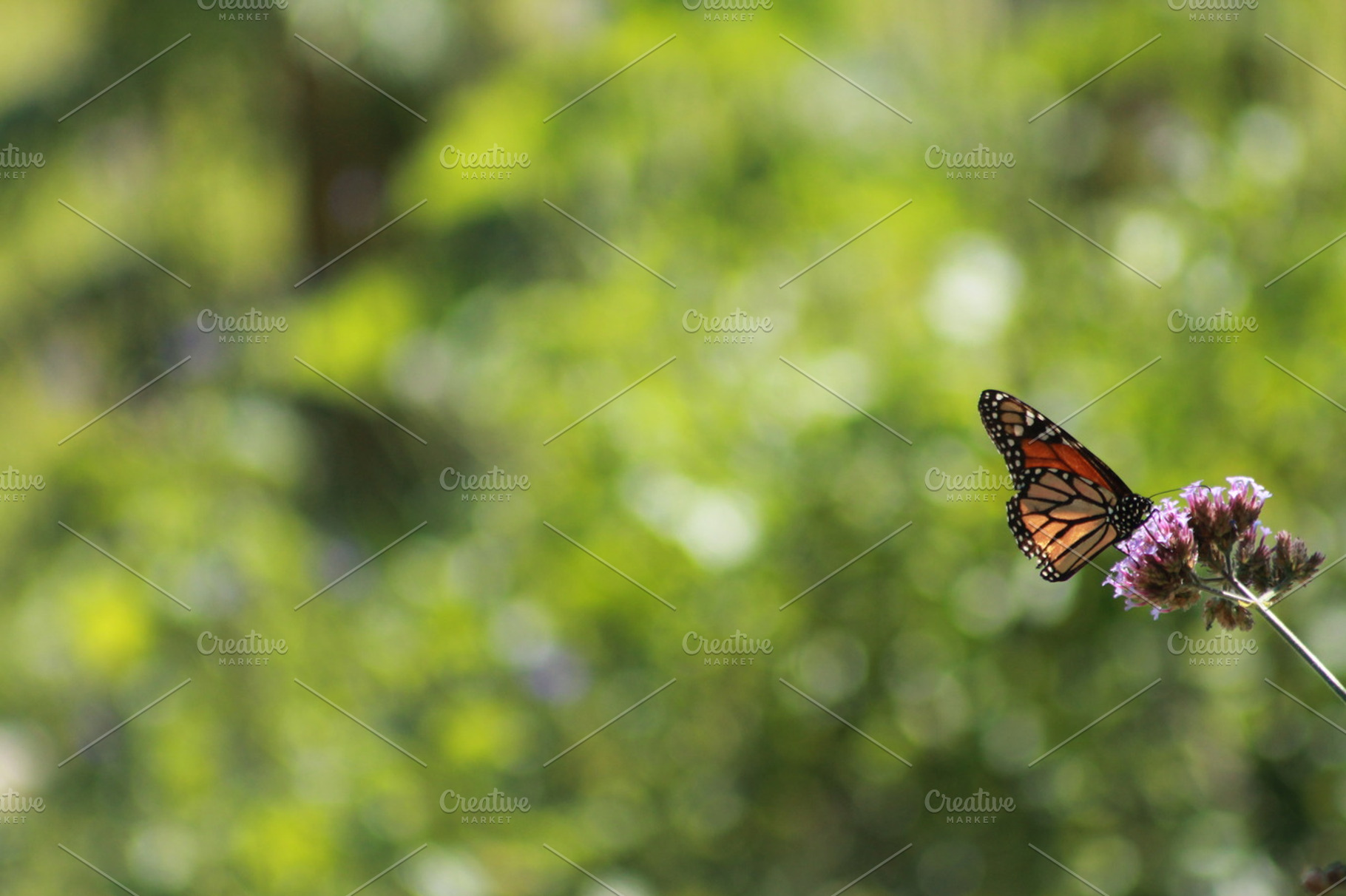 Botanical Garden Stock Photo Containing Flowers And Floral