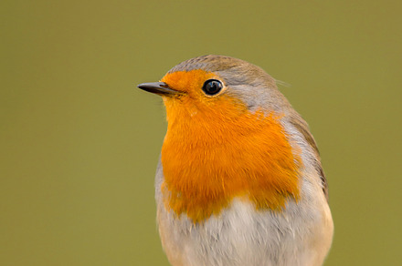 Robin bird close up, an Animal Photo by José Manuel Gelpi
