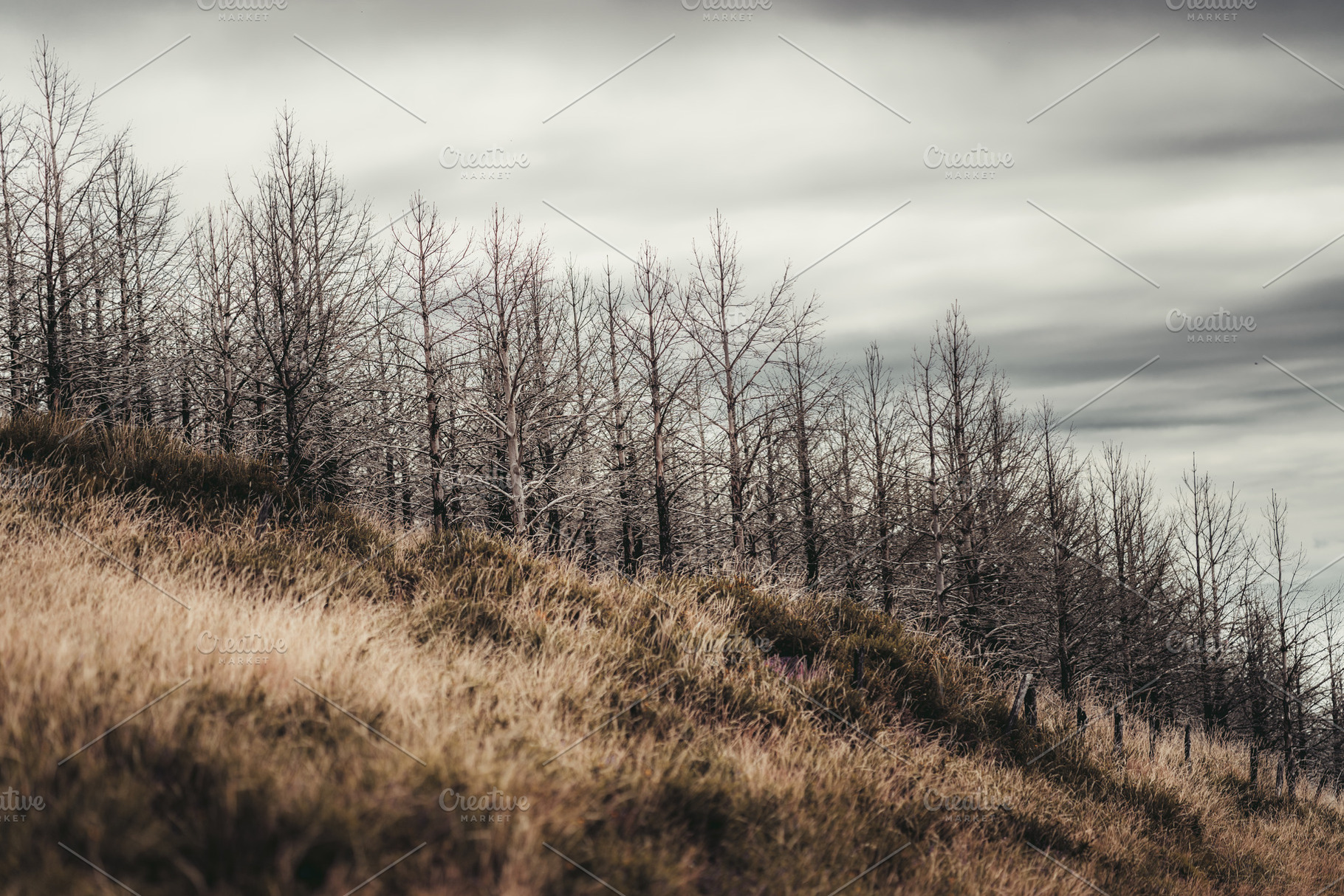 Burnt autumn trees hillside, a Wallpaper Photo by SkyNext