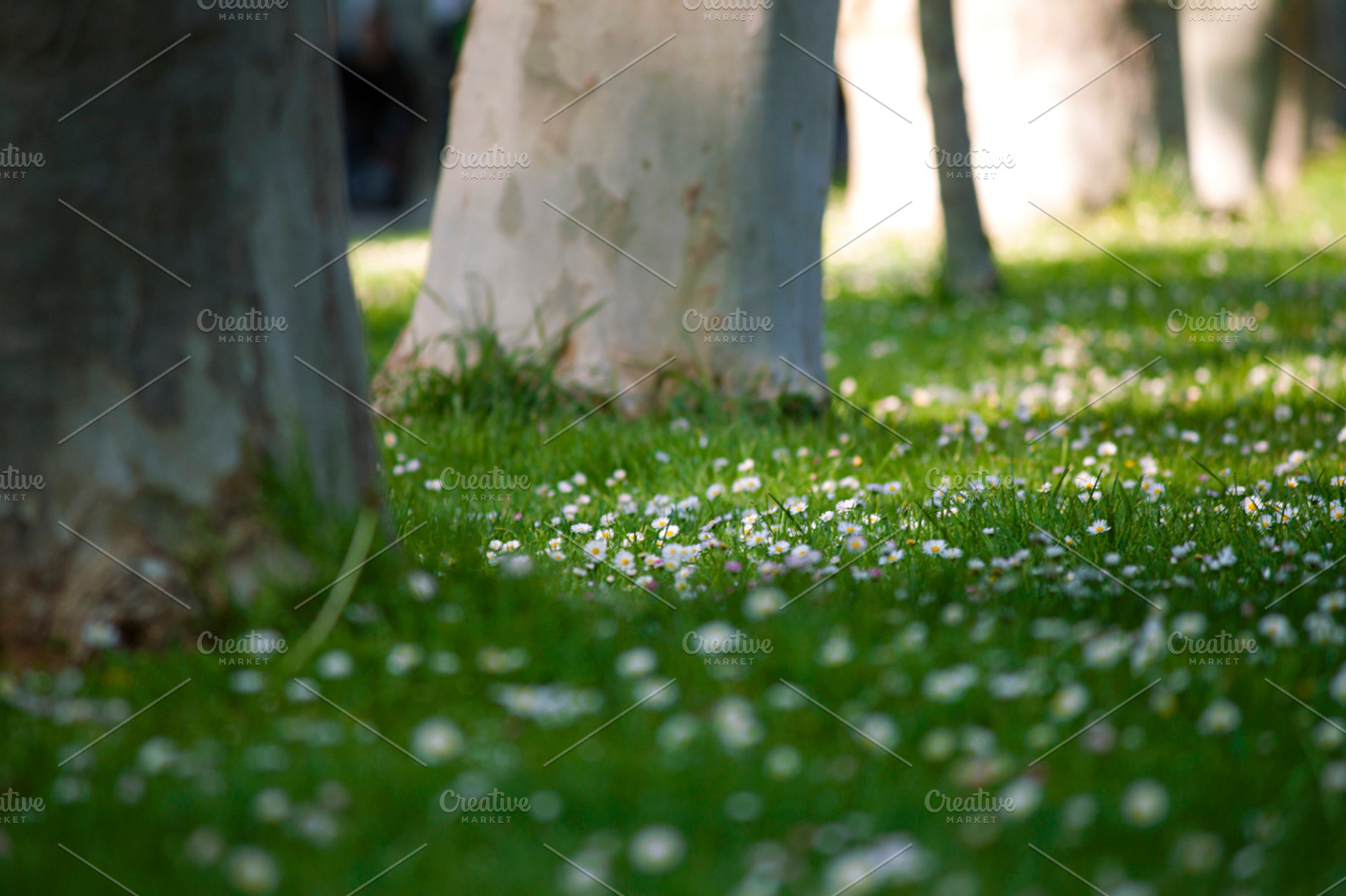 Natural beauty stock photo containing spring and nature