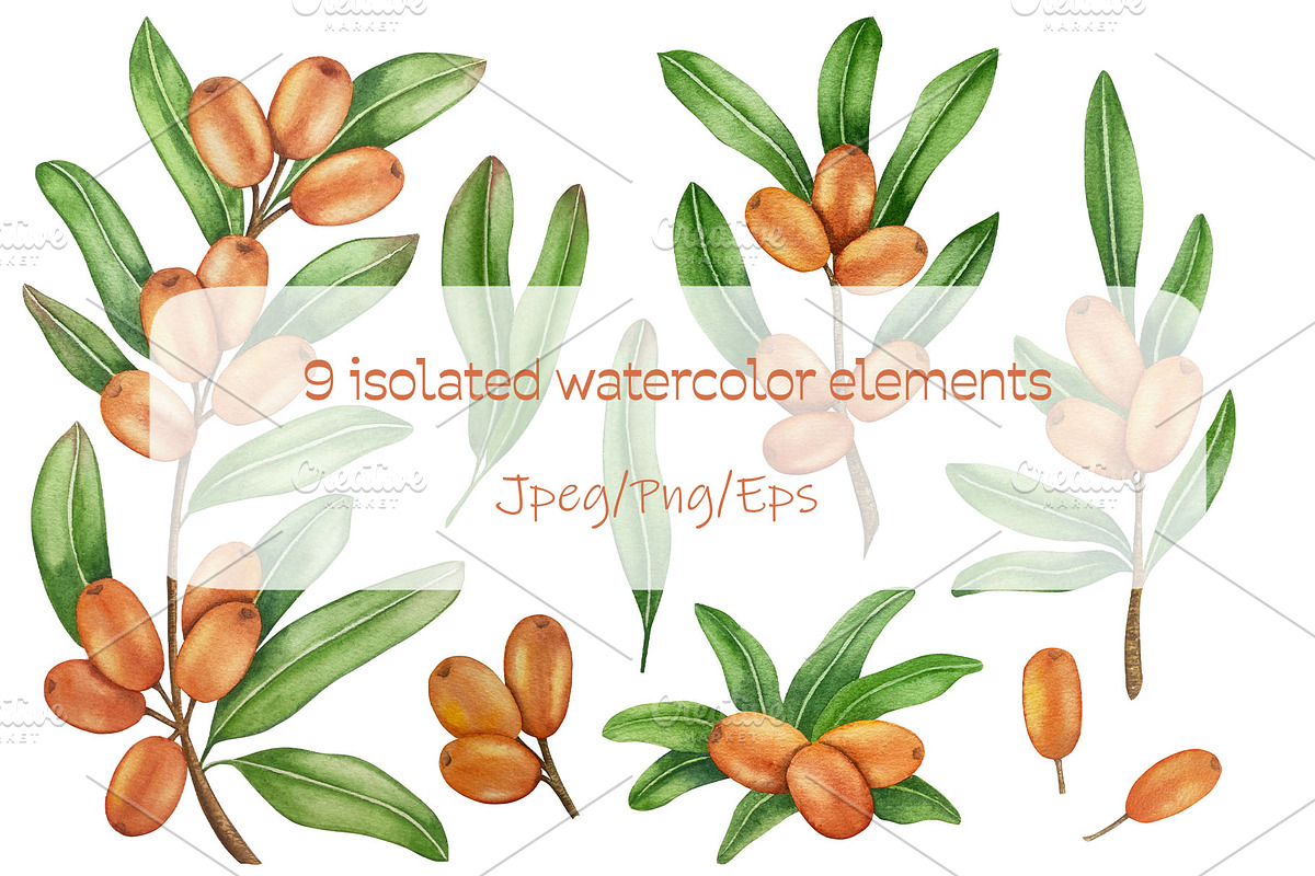 Sea Buckthorn Watercolor Clipart, a Food Illustration by Milla_Zelenyuk_art (Photo 2 of 4)