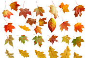 Leaves Overlays, a Layer Style Add-On by vetre.antanaviciute (Thumbnail 4 of 4)