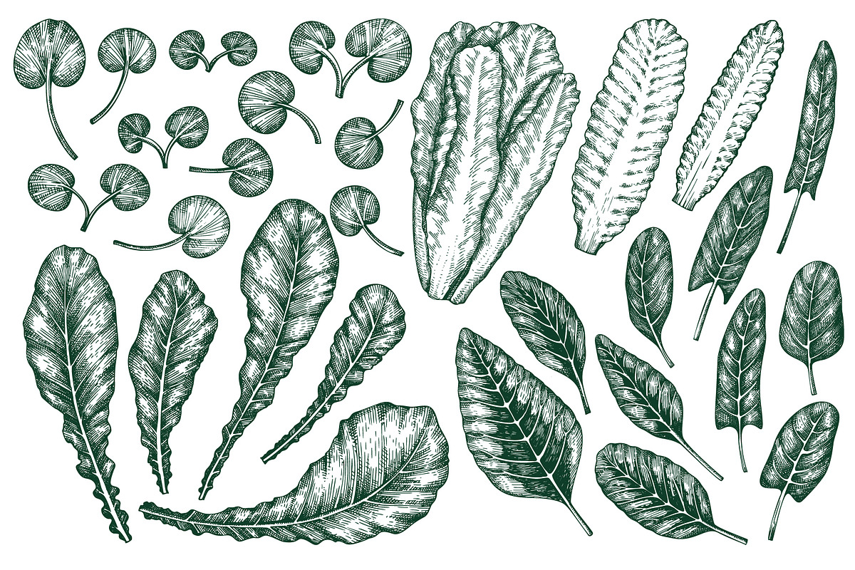 Green Salad Vector Collection, a Food Illustration by Lubov Illustrations Shop (Photo 4 of 7)