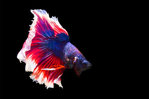 Betta fish isolated on black containing betta, action, and aggressive
