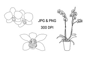 Botanical Line Drawing-ORCHID