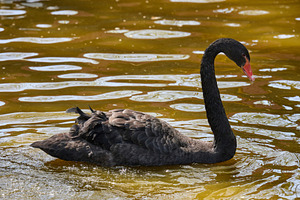 Portrait of a juvenile black swan cygnet swimming in muddy water, an Animal Photo by ndanko