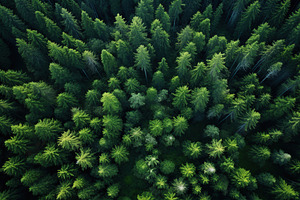 Aerial top view of green forest and green trees, a Nature Photo by AlyaAnd