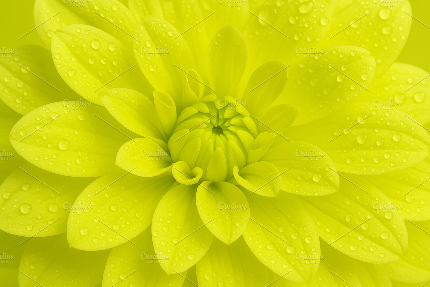 Chartreuse dahlia with water droplet, a Photo by Dvoevnore photos