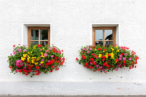 Two windows with flowers, an Architecture Photo by BOOCYS