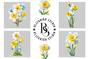 Watercolor Daffodil Clipart, an Illustration by Black Bird Studio (Thumbnail 5 of 5)