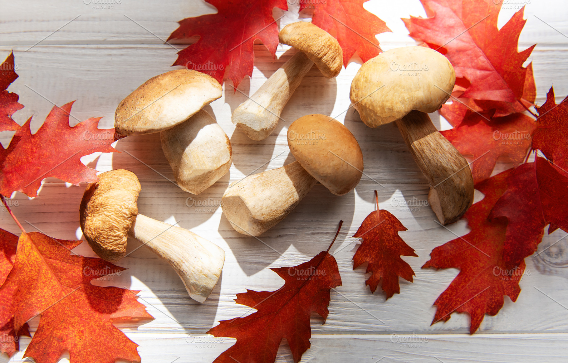 Porcini mushrooms with red autumn oak leaves, a Food & Drink Photo by Olena Rudo