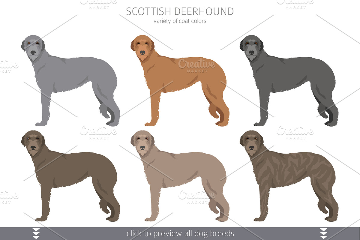 Sighthound and Pariah dogs