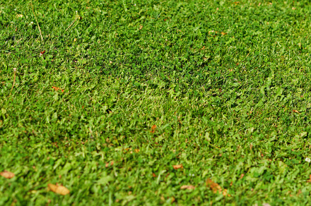 Green grass lawn in city park background, a Nature Photo by RETROWAVE '88