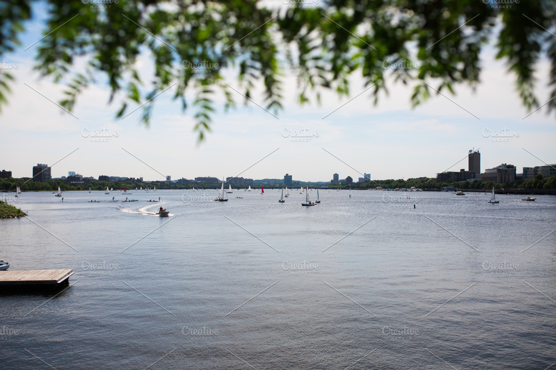 Boston's Bay, a Nature Photo by Anna Beth Smith