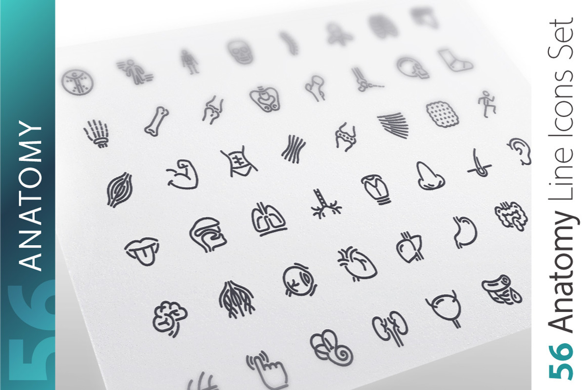 Anatomy Line Icons Set, an Outline Icon by Voysla's Shop (Photo 1 of 4)