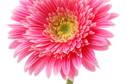 Gerbera flower isolated stock photo containing flower and pink, a Nature Photo by Liliia Rudchenko