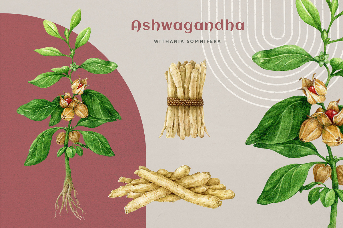 Adaptogenic Medicinal Plant Clipart, a Healthcare Illustration by AnitaPol (Photo 3 of 24)