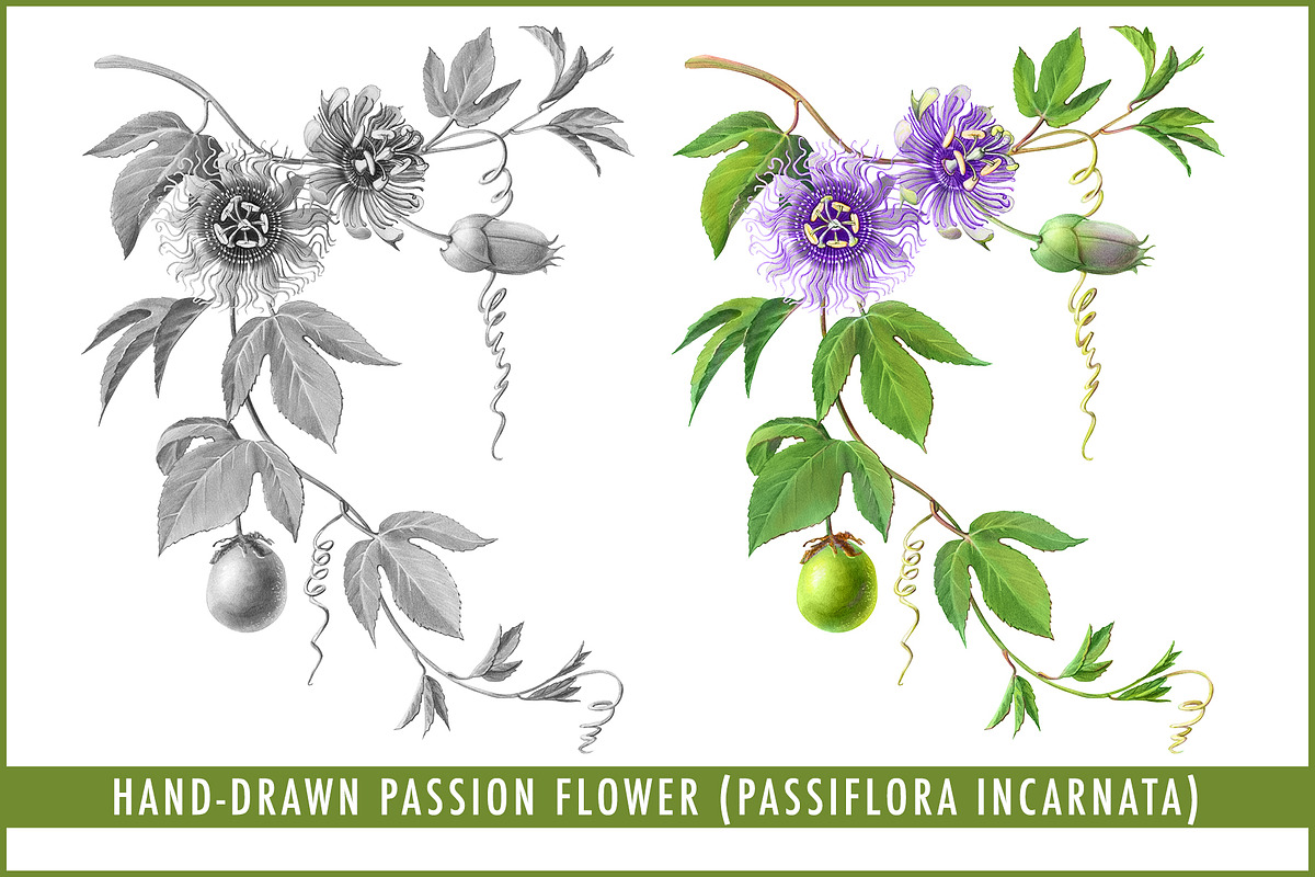 Passion Flower Pencil Illustration, an Illustration by Anna Repp Illustration (Photo 1 of 7)
