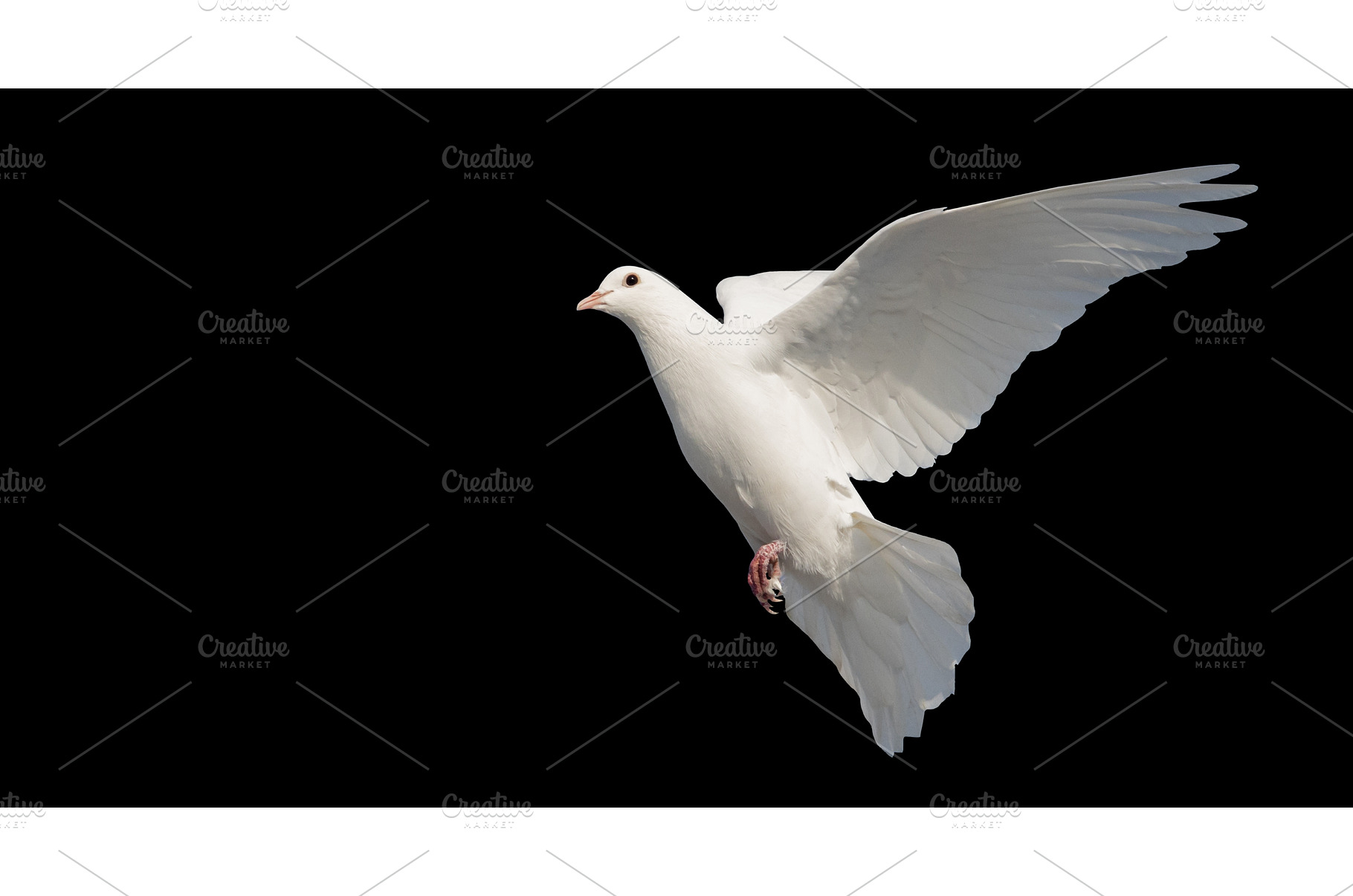 white dove isolated on black, an Animal Photo by Pakosta