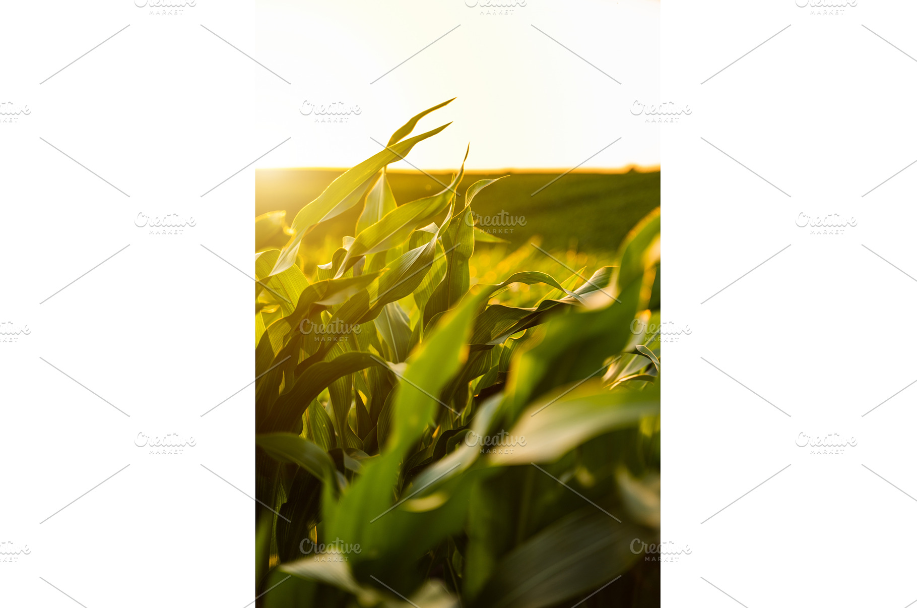 Golden hour corn leaves in soft, a Nature Photo by volodymyrshtun13795