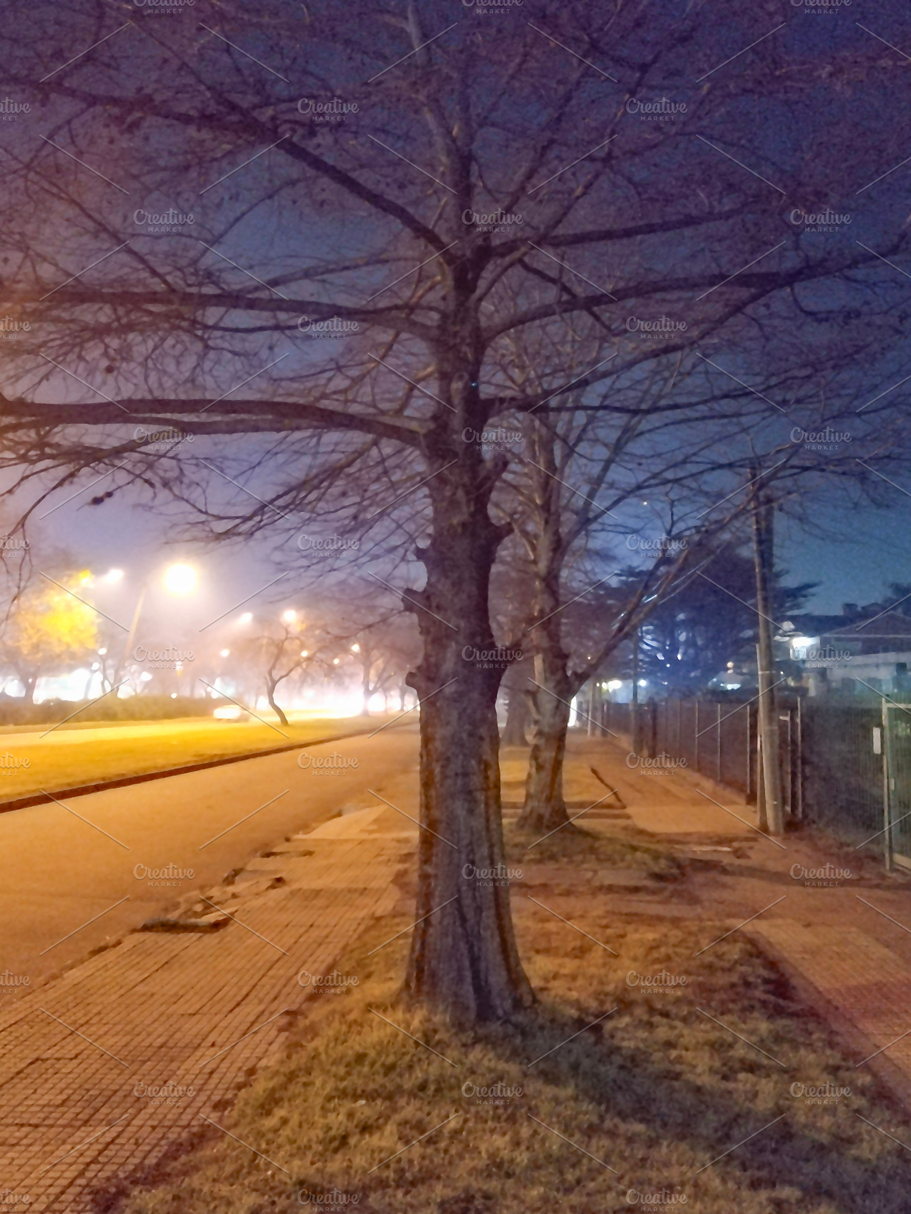 Lonely tree on night street with vanishing lights, a Nature Photo by DanFLCreativo