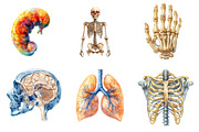 Human Anatomy, Medical Clipart,, an Illustration by CreationArt (Thumbnail 4 of 5)