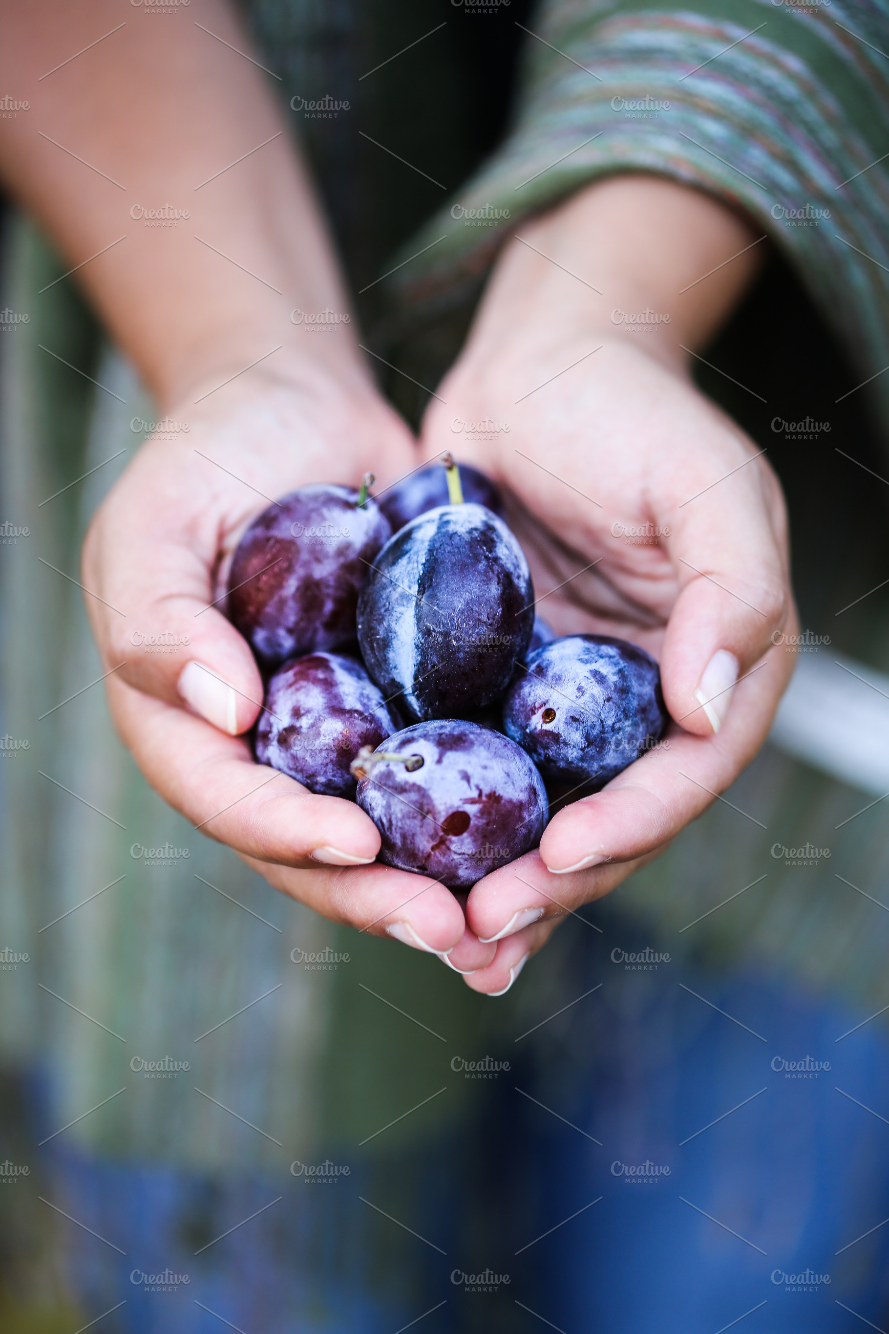 Plums stock photo containing plum and fruit, a Food & Drink Photo by The Little Wild Apple