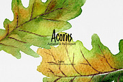 Autumn clip art: ACORNS watercolor, an Illustration by SandraGraphicDesign (Thumbnail 7 of 7)