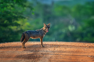 Coyote standing on a dirt road in a lush green forest during the, an Animal Photo by Byrdyak