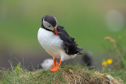 Close up of puffin bird or Fratercula in Iceland in summer seaso, an Animal Photo by Tampatra