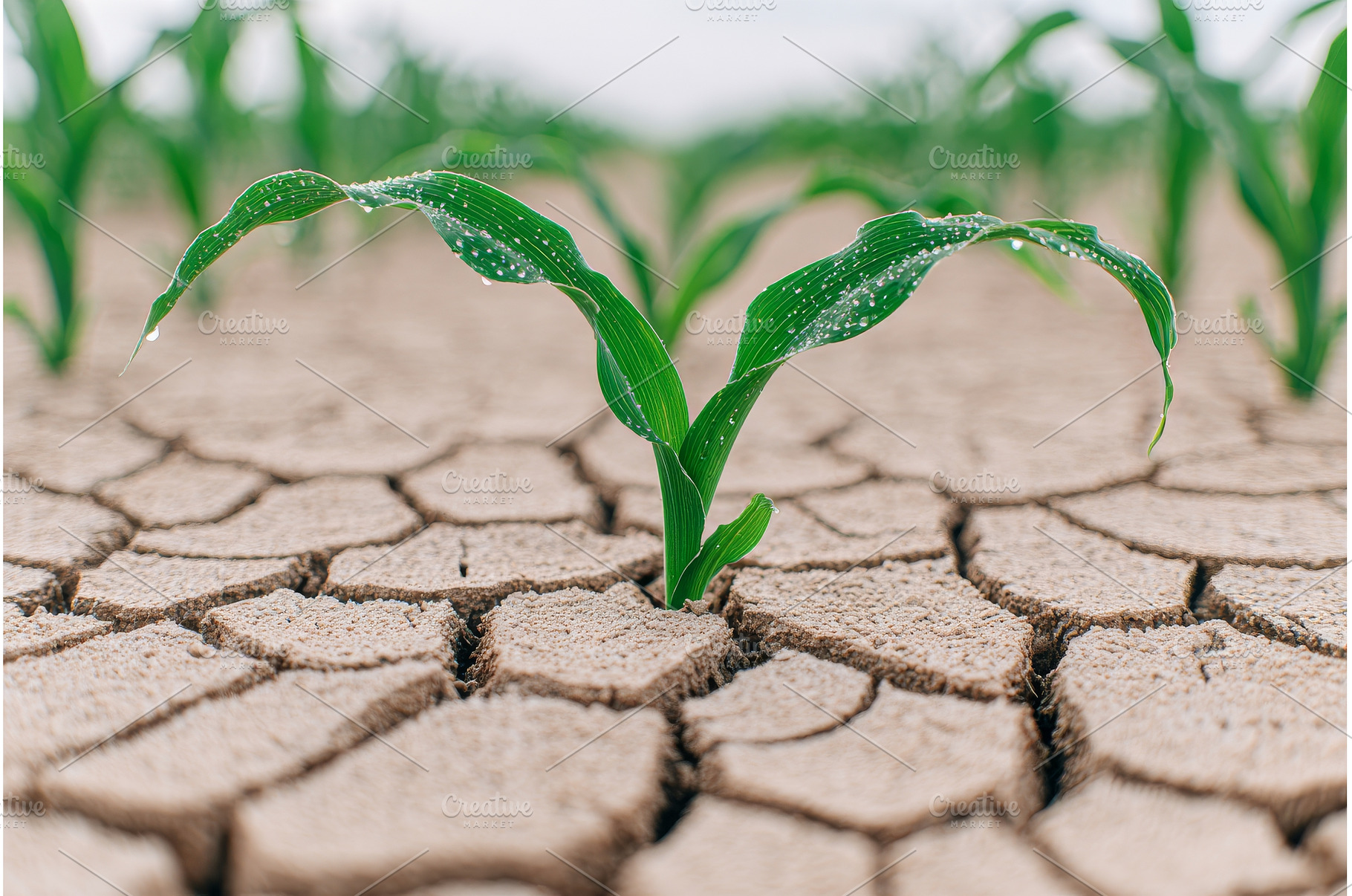 Agricultural field with a close-up, a Nature Photo by ZinetroN