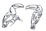 TOUCAN, an Animal Illustration by Tanya Akhmett (Thumbnail 2 of 11)