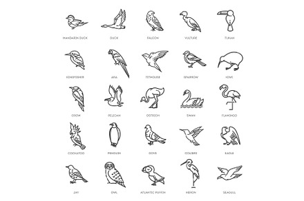 Set of different birds. Vector line, an Animal Illustration by Tettygreen