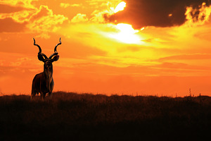 Kudu Bull - King of Twirl and Curl
