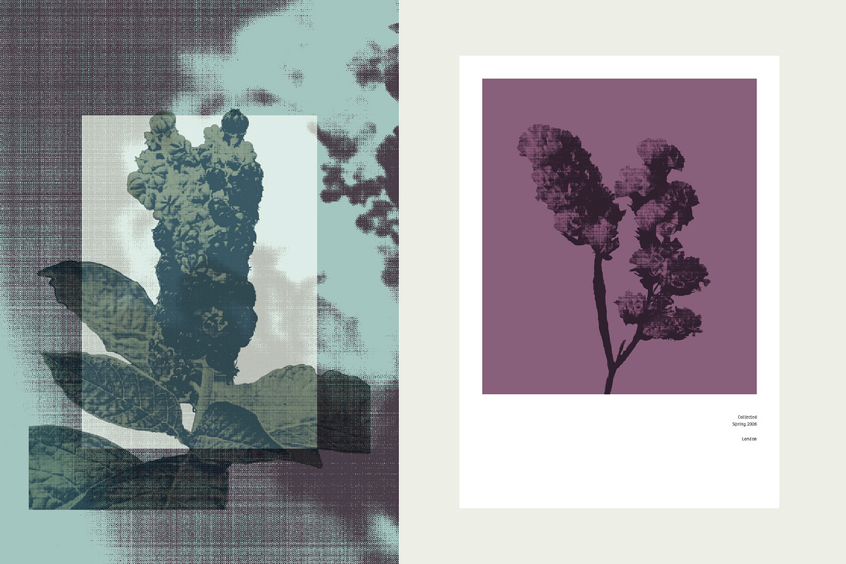 Printed Botanical Graphics, an Object Graphic by Neatly Made Studio (Photo 3 of 17)