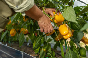 Hands harvesting yellow bell peppers, a Photo by Grafvision photography