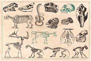125 Vintage Animal Bones (Vector), an Animal Illustration by Brigantine Designs (Thumbnail 4 of 9)