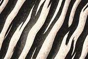 Animal fur textures 2, a Texture Graphic by dotstudio (Thumbnail 11 of 14)