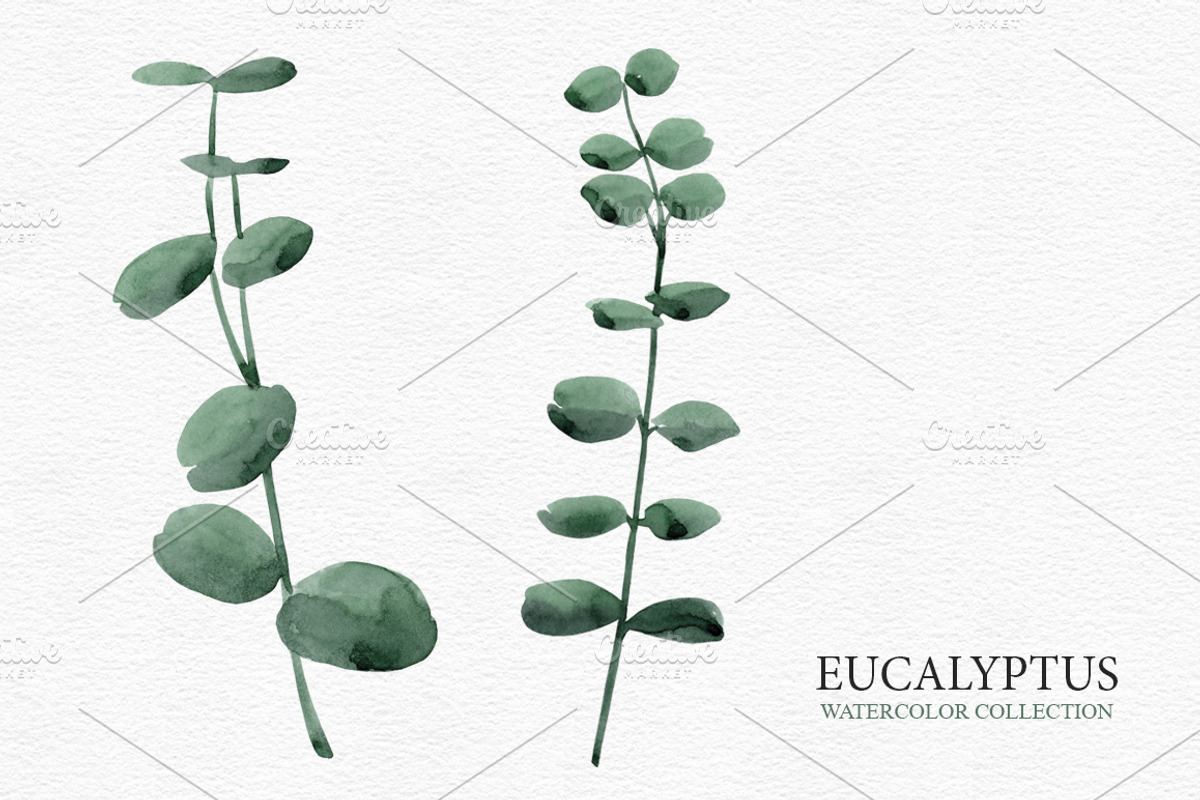 Eucalyptus collection, a Decorative Illustration by Colibri Watercolor (Photo 4 of 5)