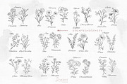 Birth Month flowers Svg, bundle 125, a Graphic by Drawberx (Thumbnail 3 of 10)