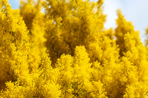 Wattle Tree Flowers, a Photo by THP Creative