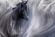 Dreamy Monochrome Horse Artworks, an Animal Illustration by ETARA by Mea Hau (Thumbnail 3 of 5)