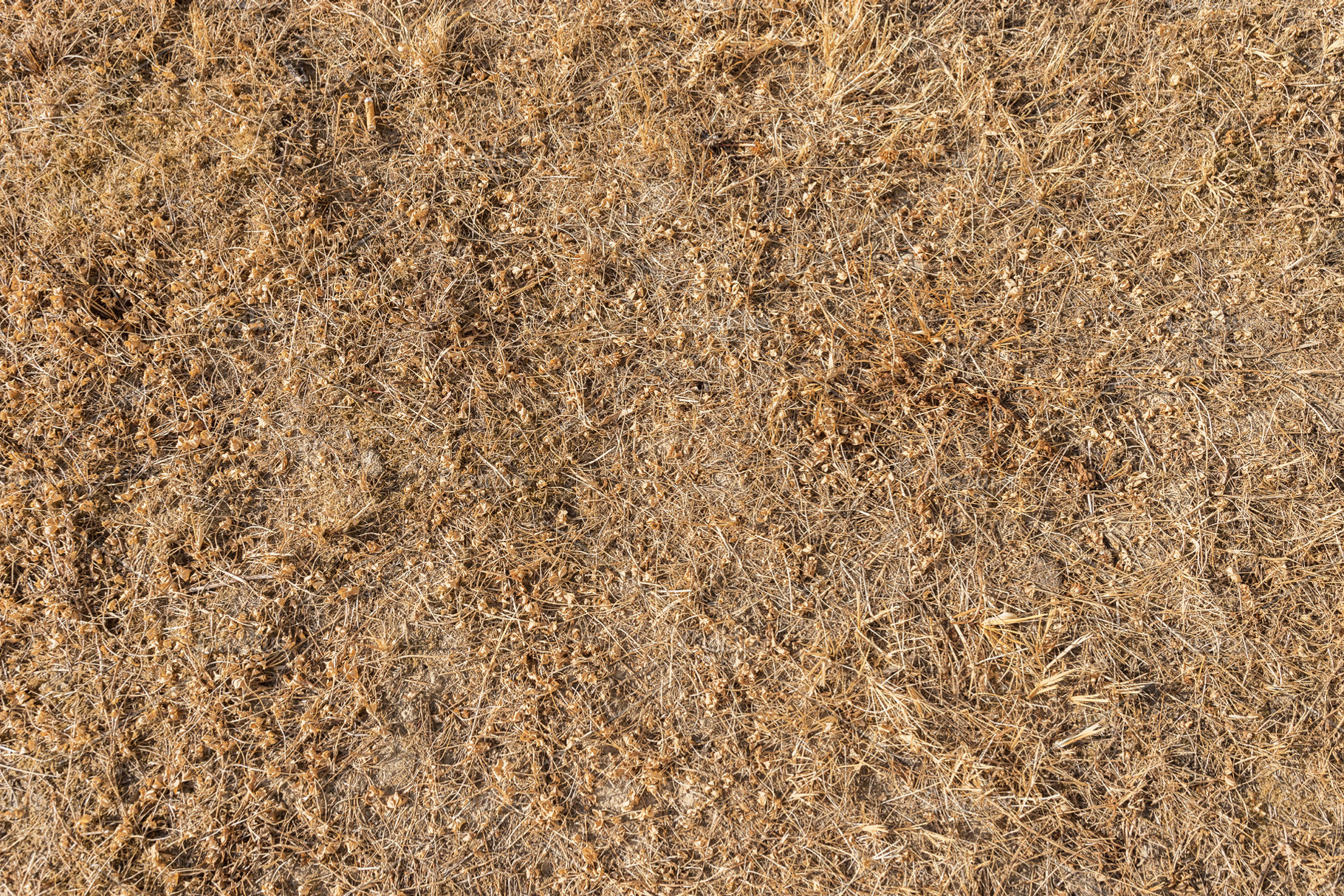 Brown grass, a Wallpaper Photo by KYNA STUDIO