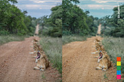 25 Safari Lightroom Presets LUTs, a Preset Add-On by SparkleStock (Thumbnail 8 of 15)