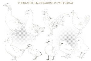 Graphic Farm Birds