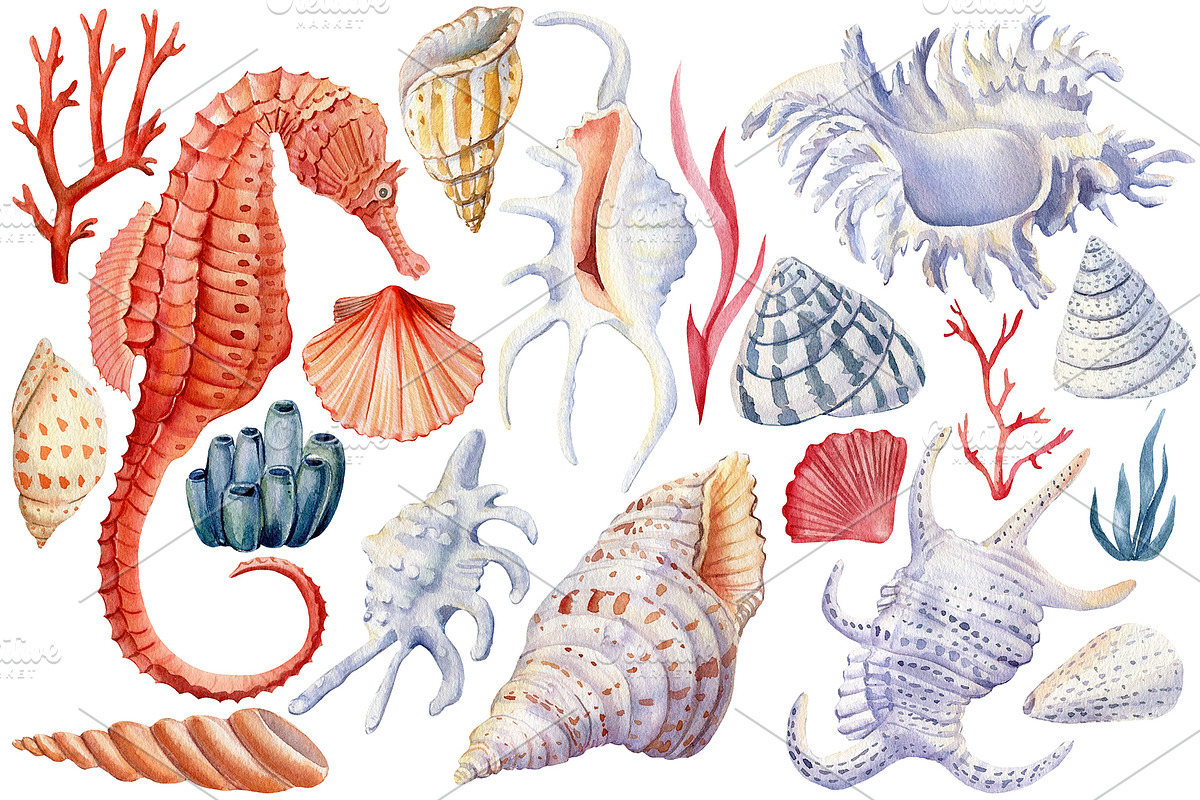 Seashells and fish, watercolor, an Animal Illustration by Hanna Hryharenka (Photo 12 of 20)