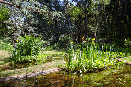 Pond and flowers in a green park, a Nature Photo by GoodGoods