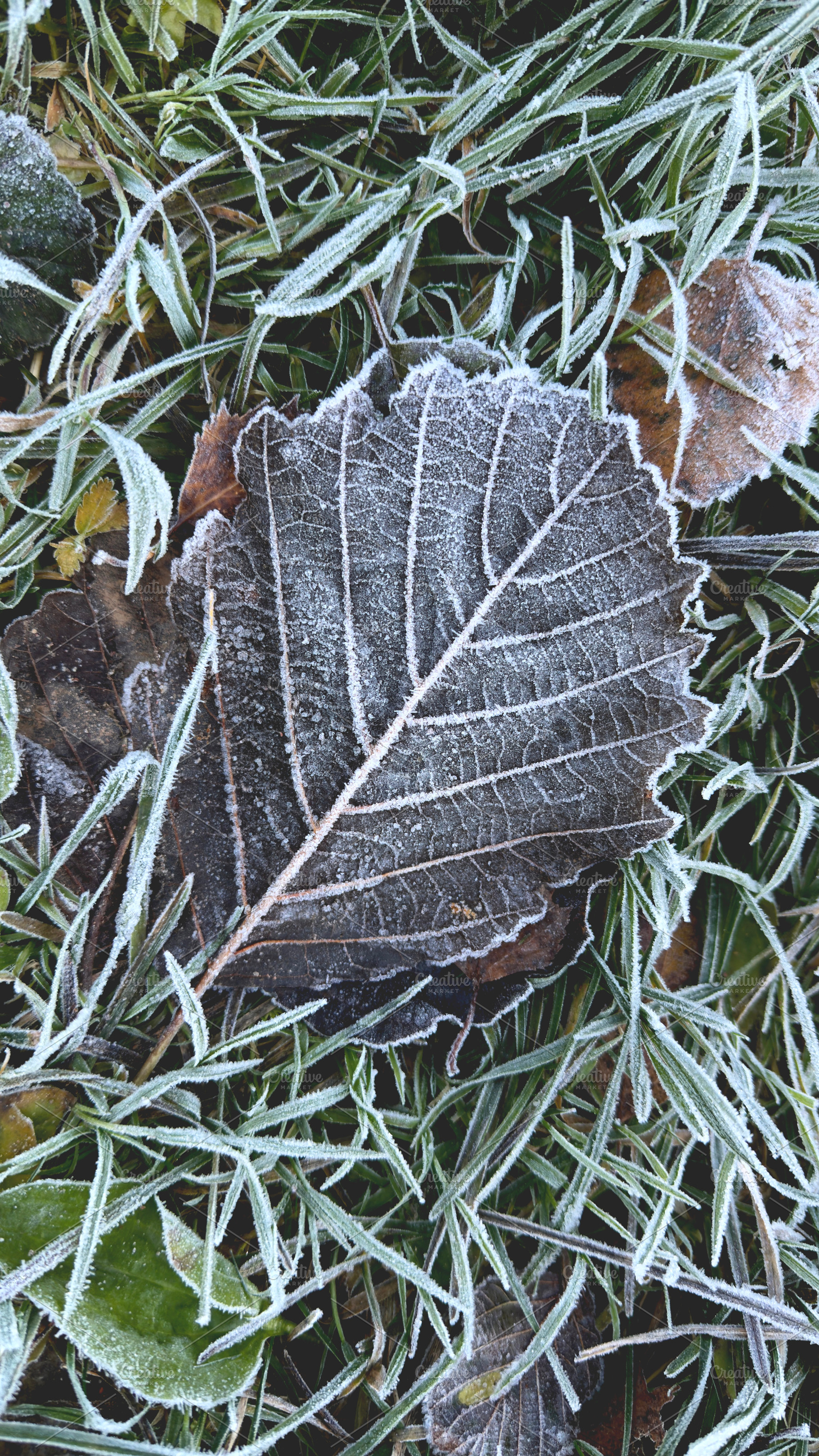 A close-up of a frosted leaf resting on grass, showcasing intricate frost patte, a Nature Photo by Textures & Backgrounds