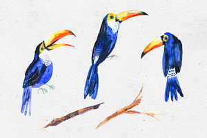 Watercolor Summer Png Toucan Clipart